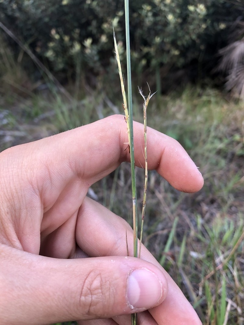 Florida Little Bluestem photo 8