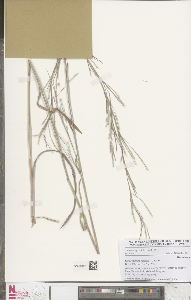 Schizachyrium ruderale