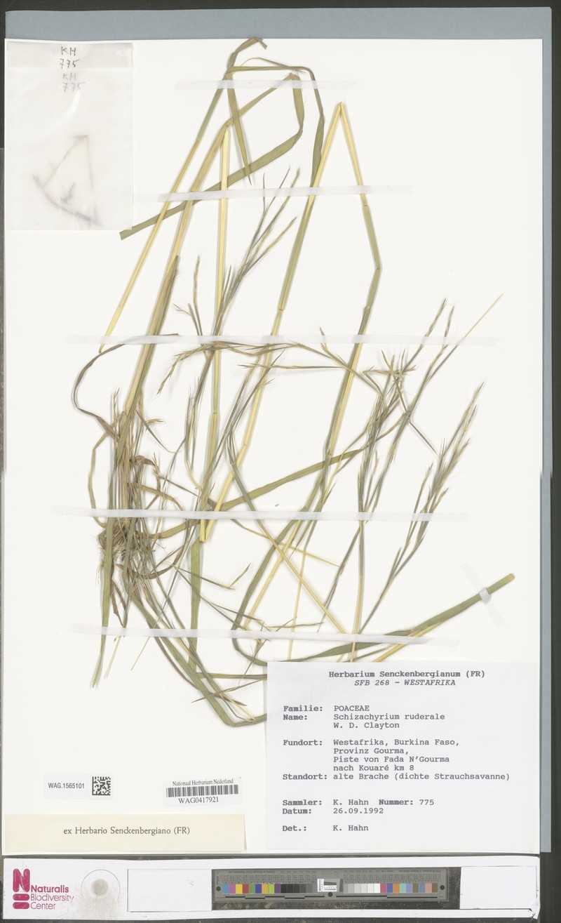 Schizachyrium ruderale photo 4