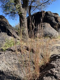 Crimson Bluestem