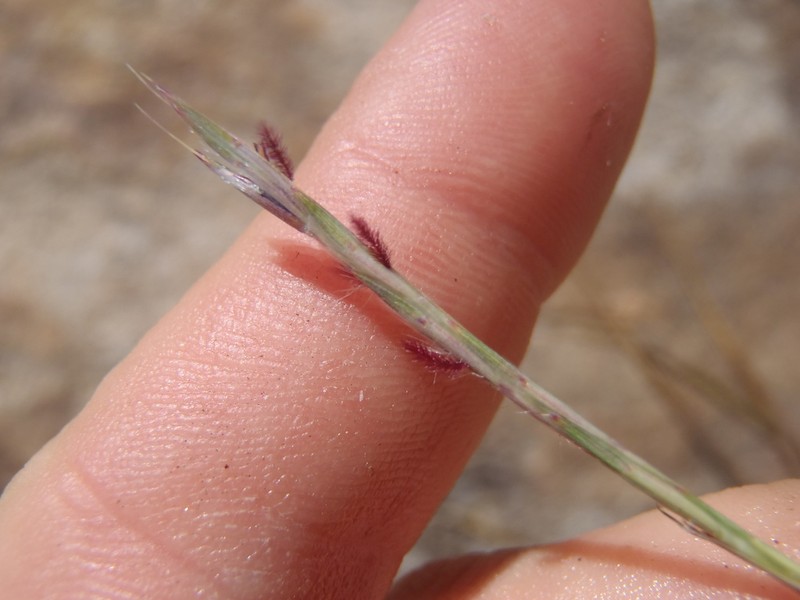 Crimson Bluestem photo 2