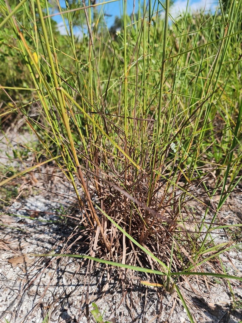 Crimson Bluestem photo 3