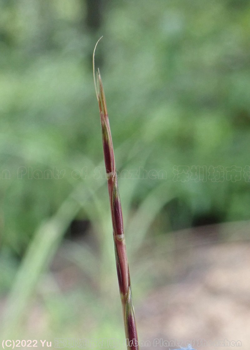 Crimson Bluestem photo 4