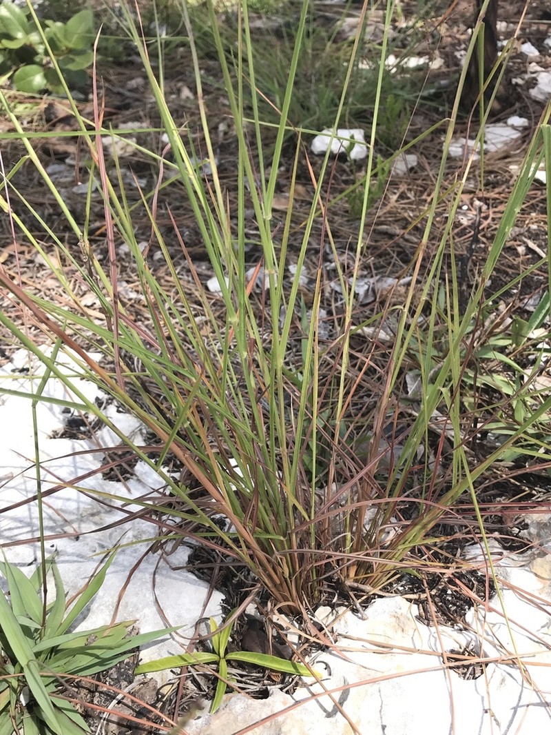 Crimson Bluestem photo 5