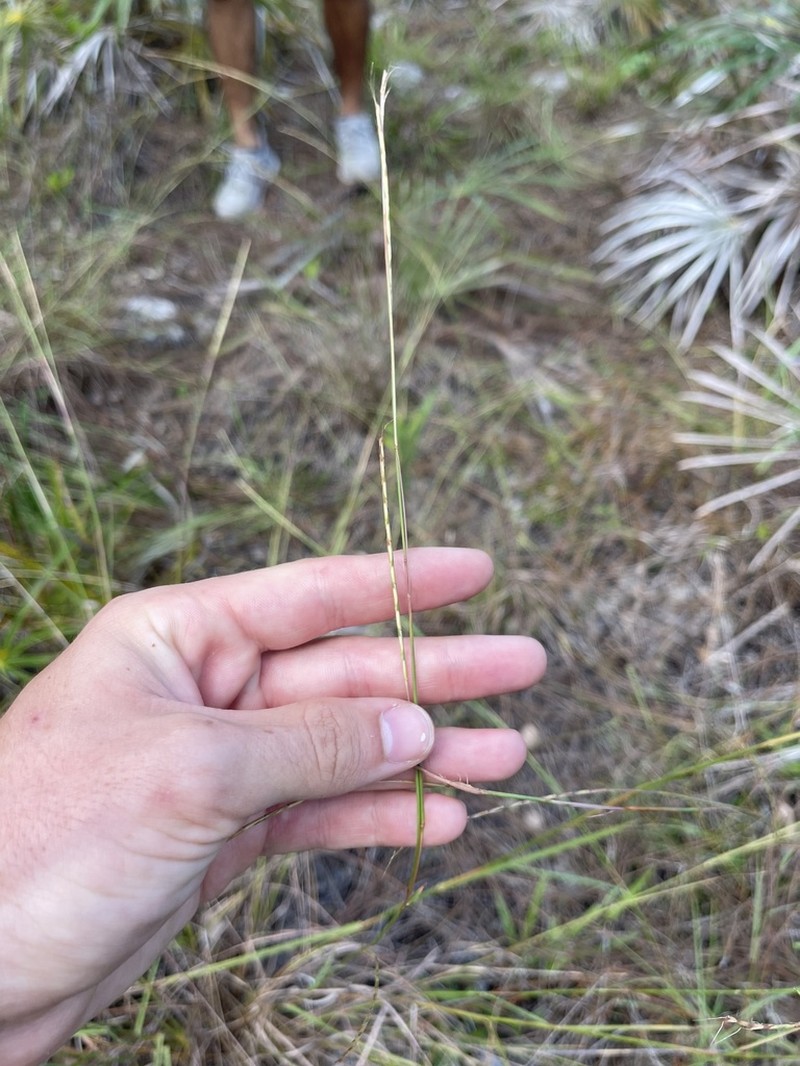 Crimson Bluestem photo 6