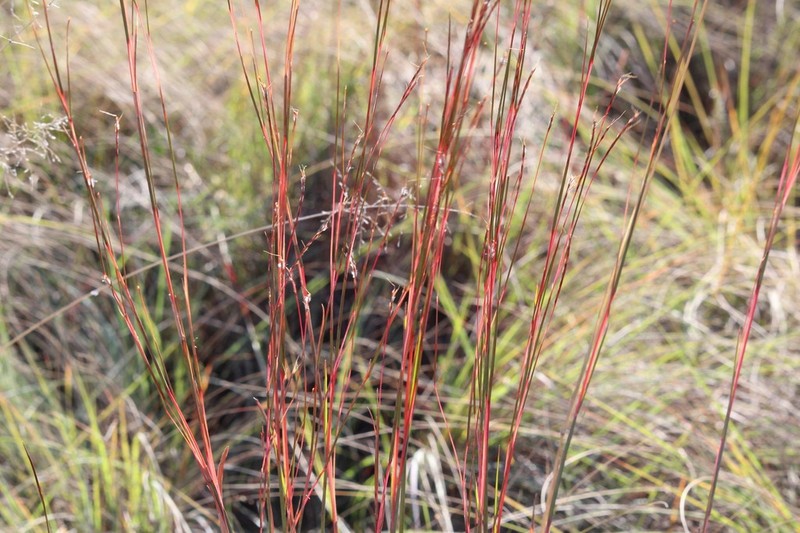 Crimson Bluestem photo 7