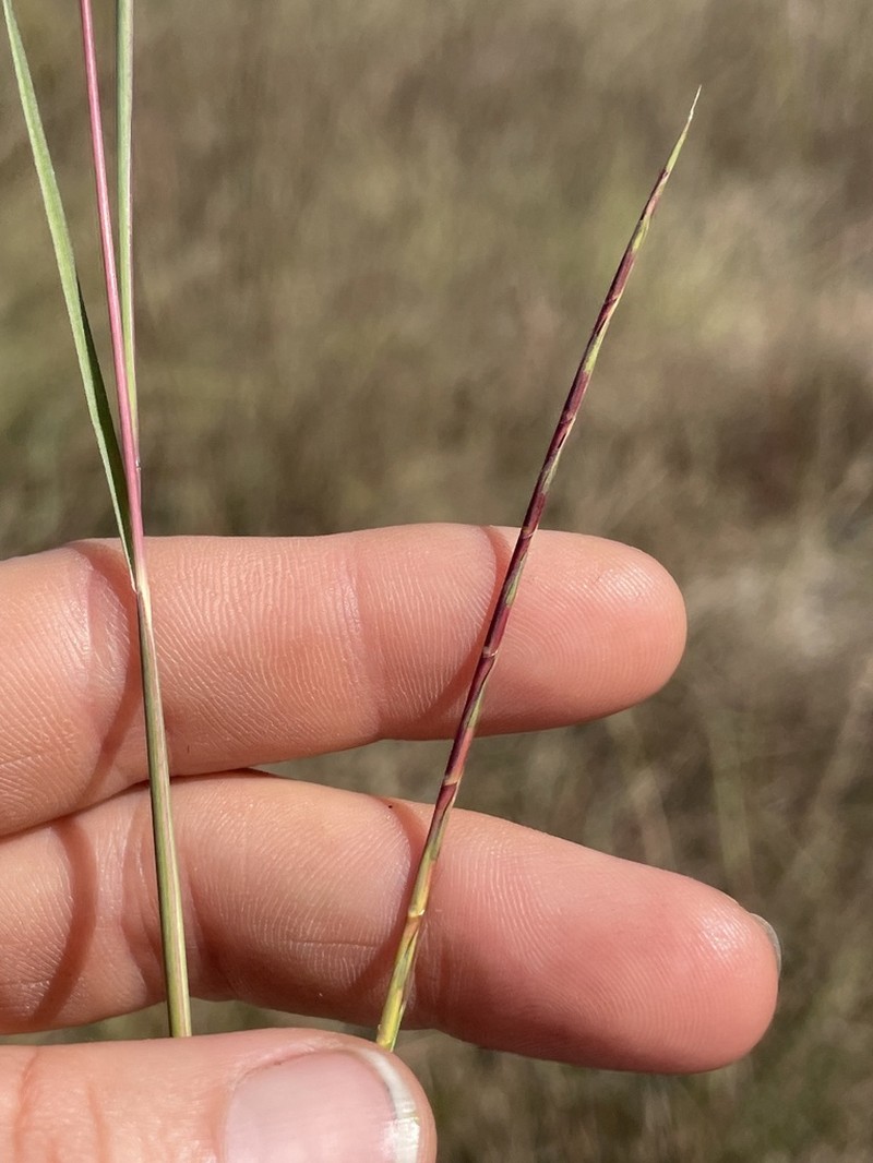 Crimson Bluestem photo 8