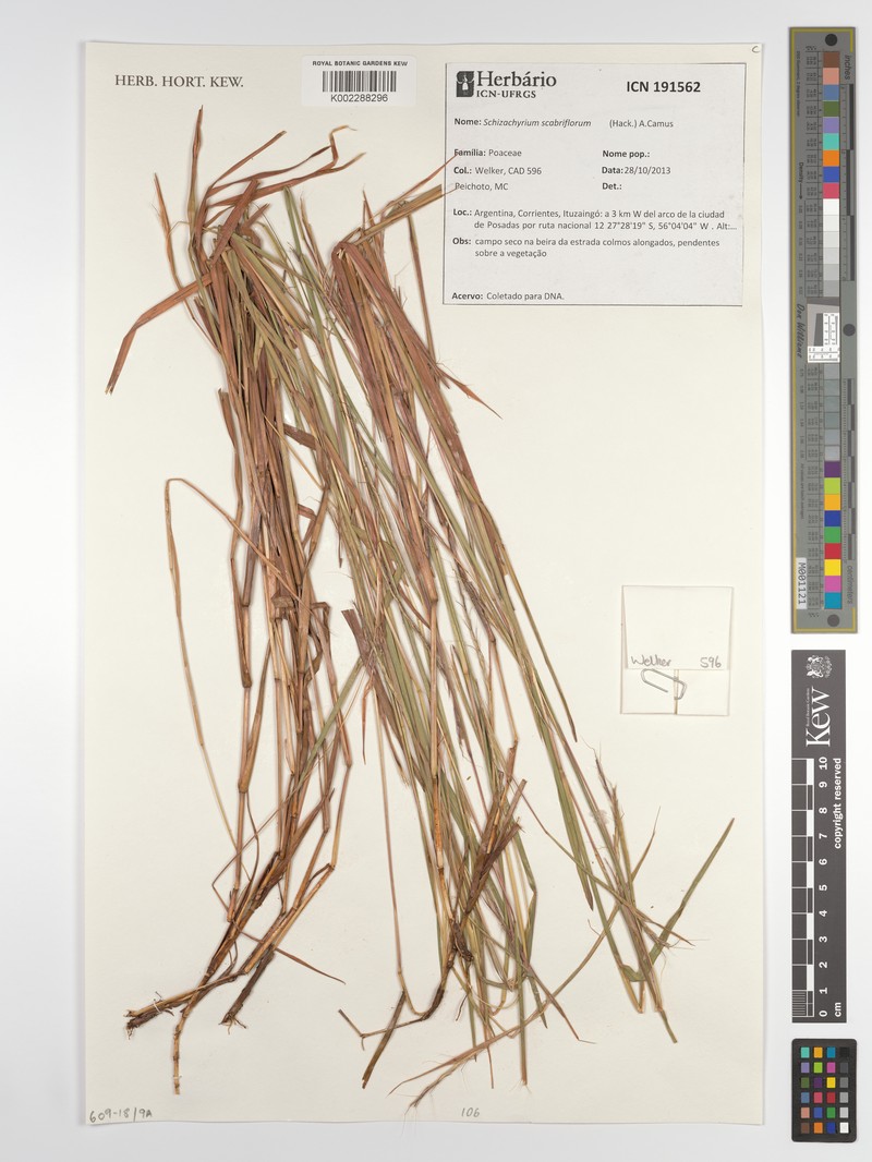 Schizachyrium scabriflorum