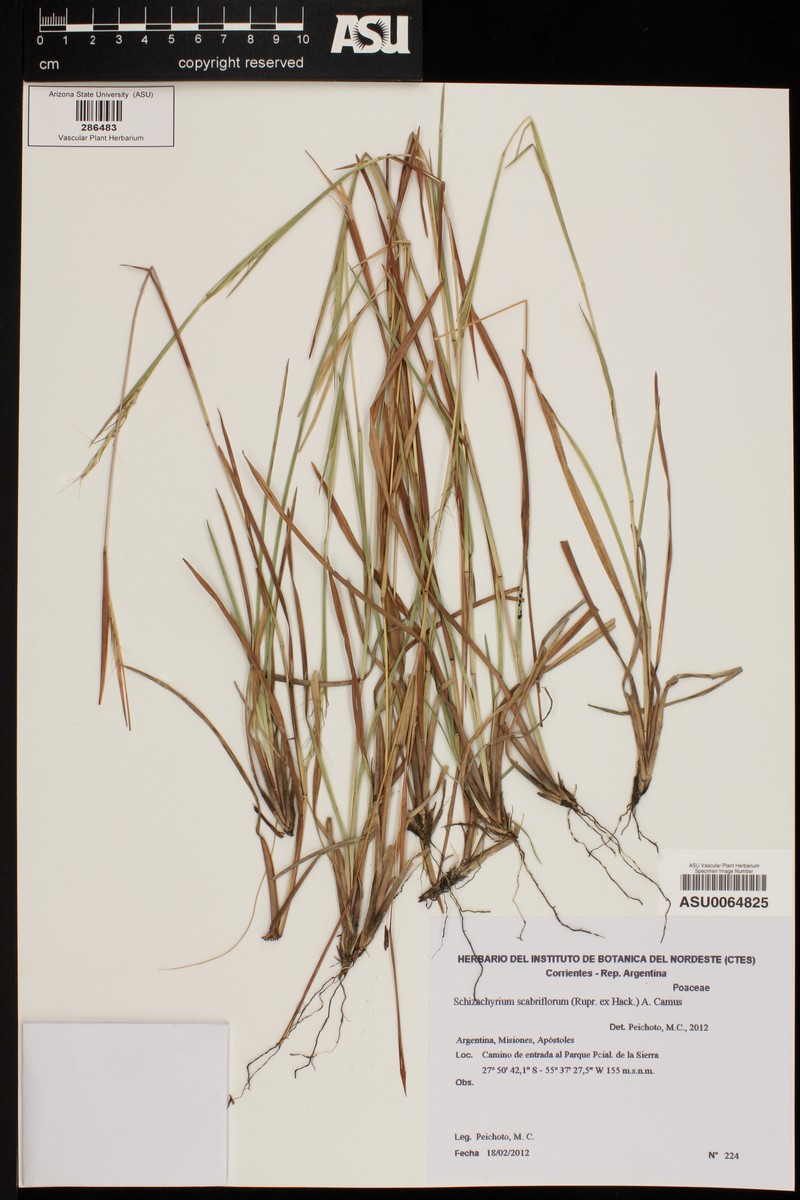 Schizachyrium scabriflorum photo 2