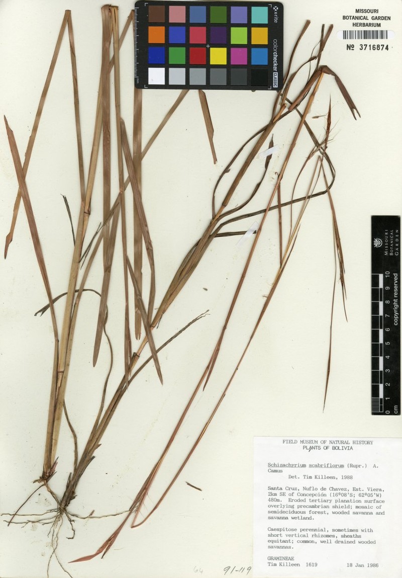 Schizachyrium scabriflorum photo 3