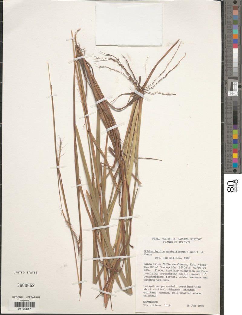 Schizachyrium scabriflorum photo 4
