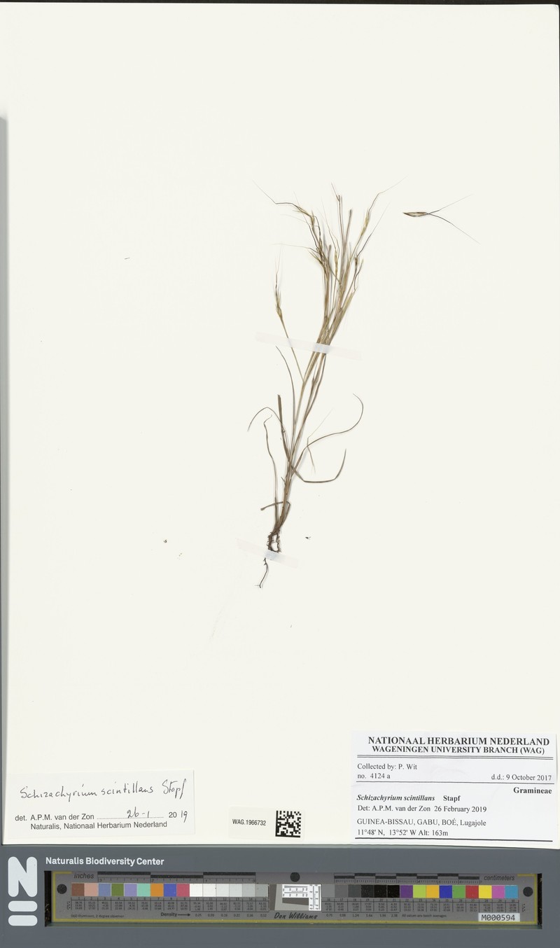 Schizachyrium scintillans
