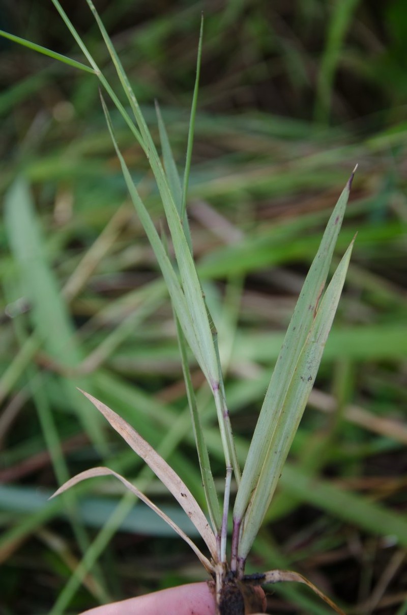 Schizachyrium scintillans photo 2