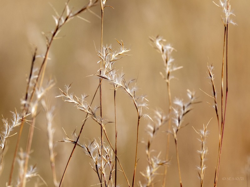 little bluestem photo 3
