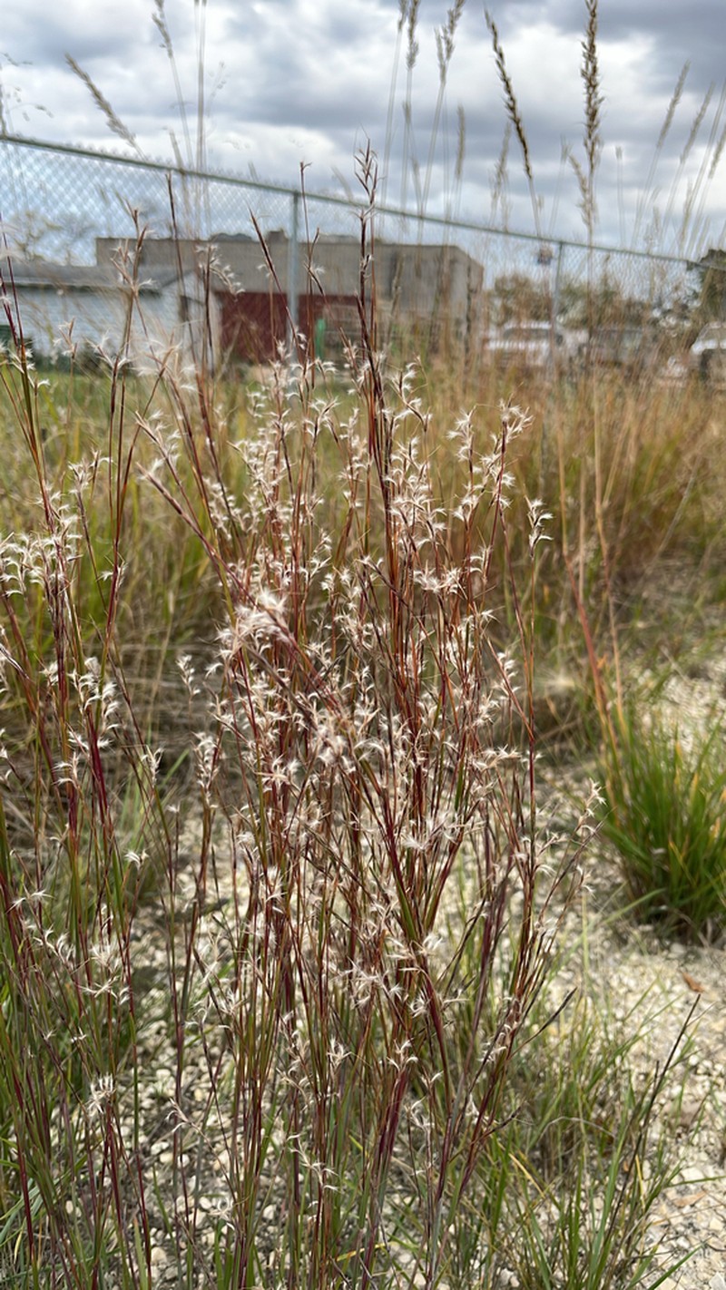 little bluestem photo 4
