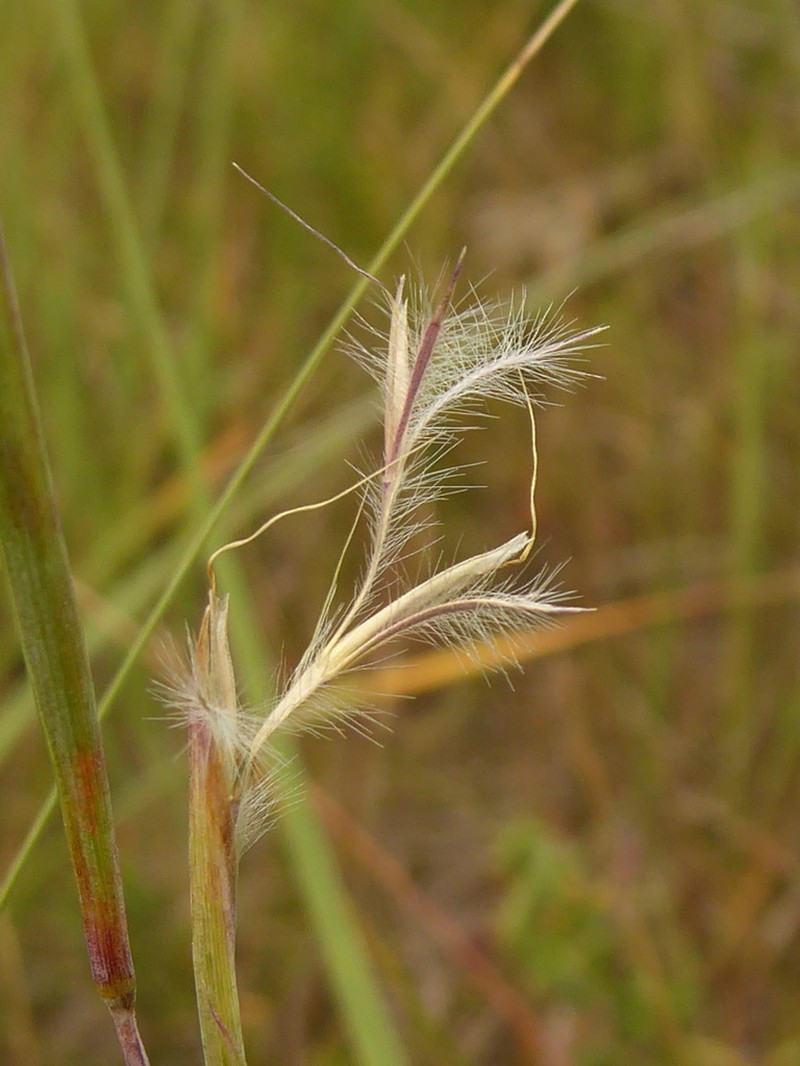 little bluestem photo 6