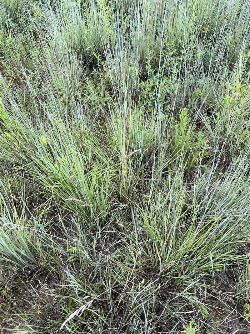 little bluestem photo 7