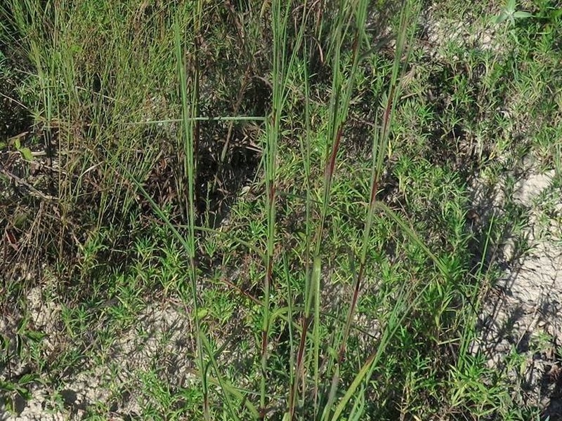 little bluestem photo 8