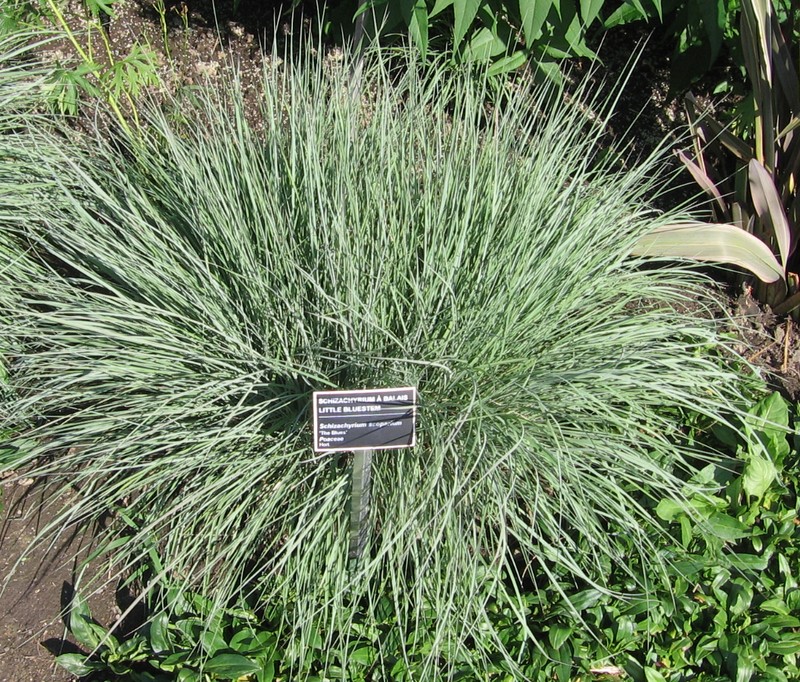 little bluestem photo 2