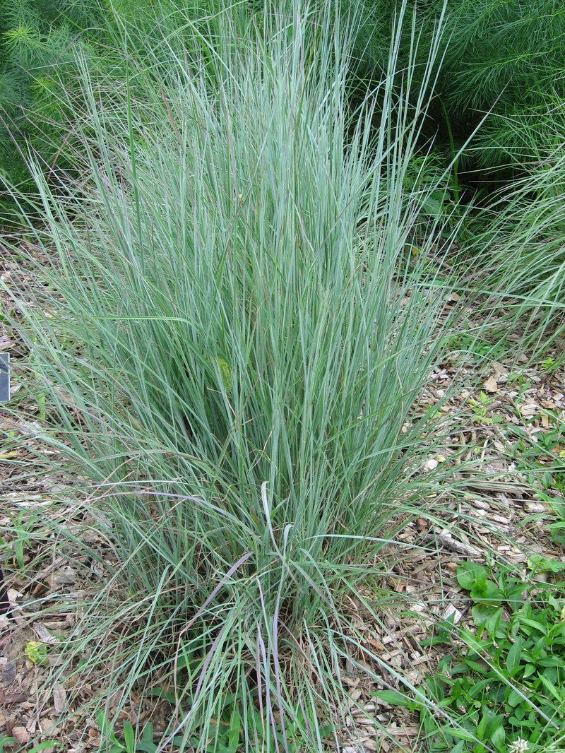 little bluestem photo 4
