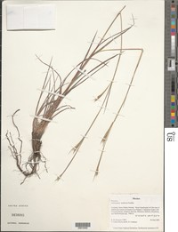Honey Bluestem