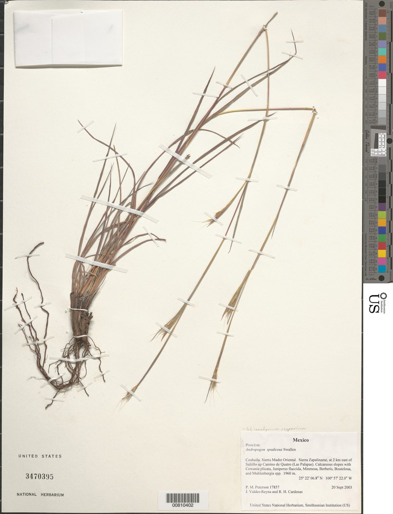 Honey Bluestem