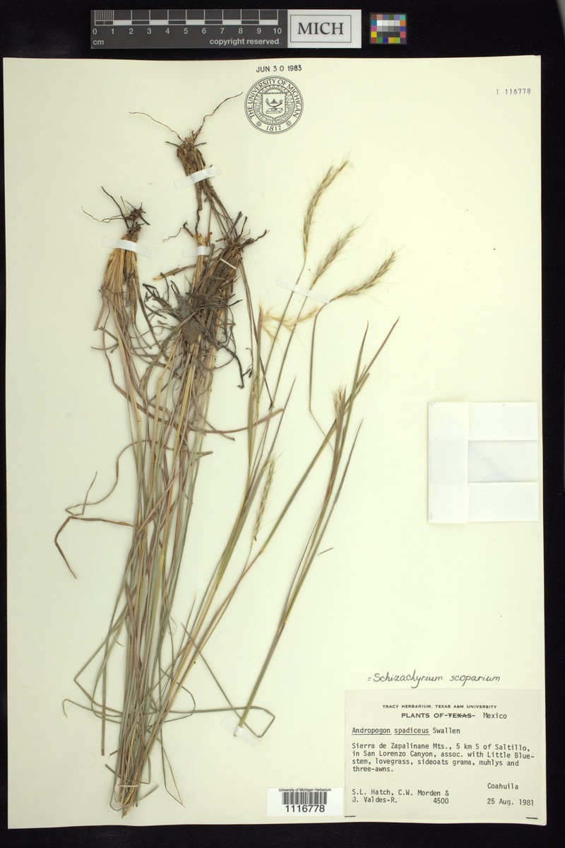 Honey Bluestem photo 2