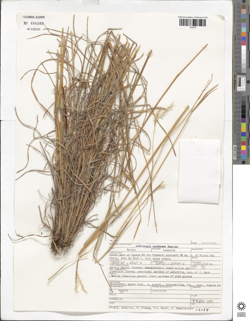 Honey Bluestem photo 3