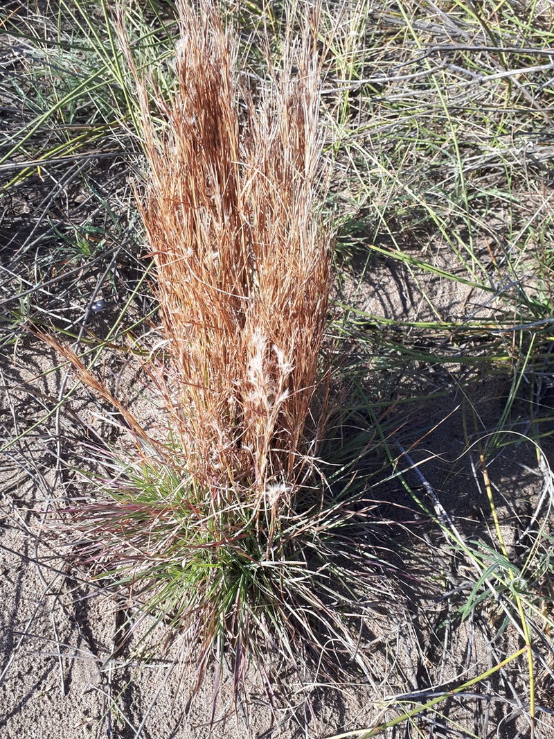 Schizachyrium spicatum photo 2