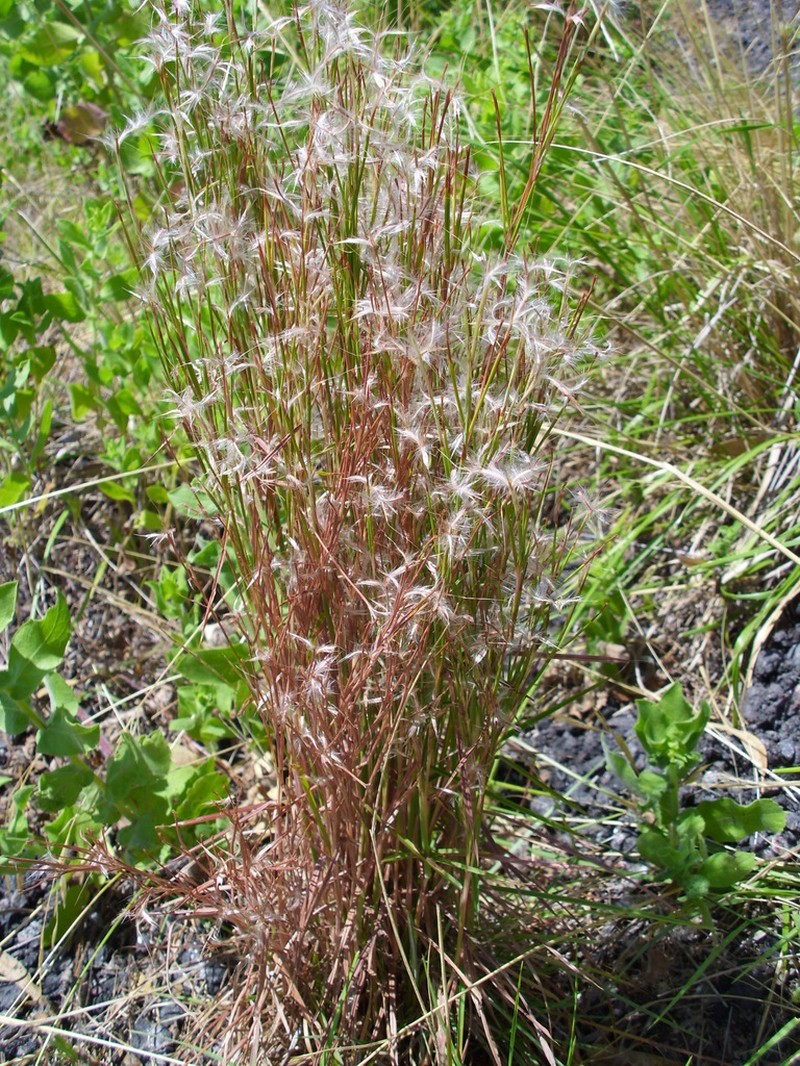 Schizachyrium spicatum photo 3