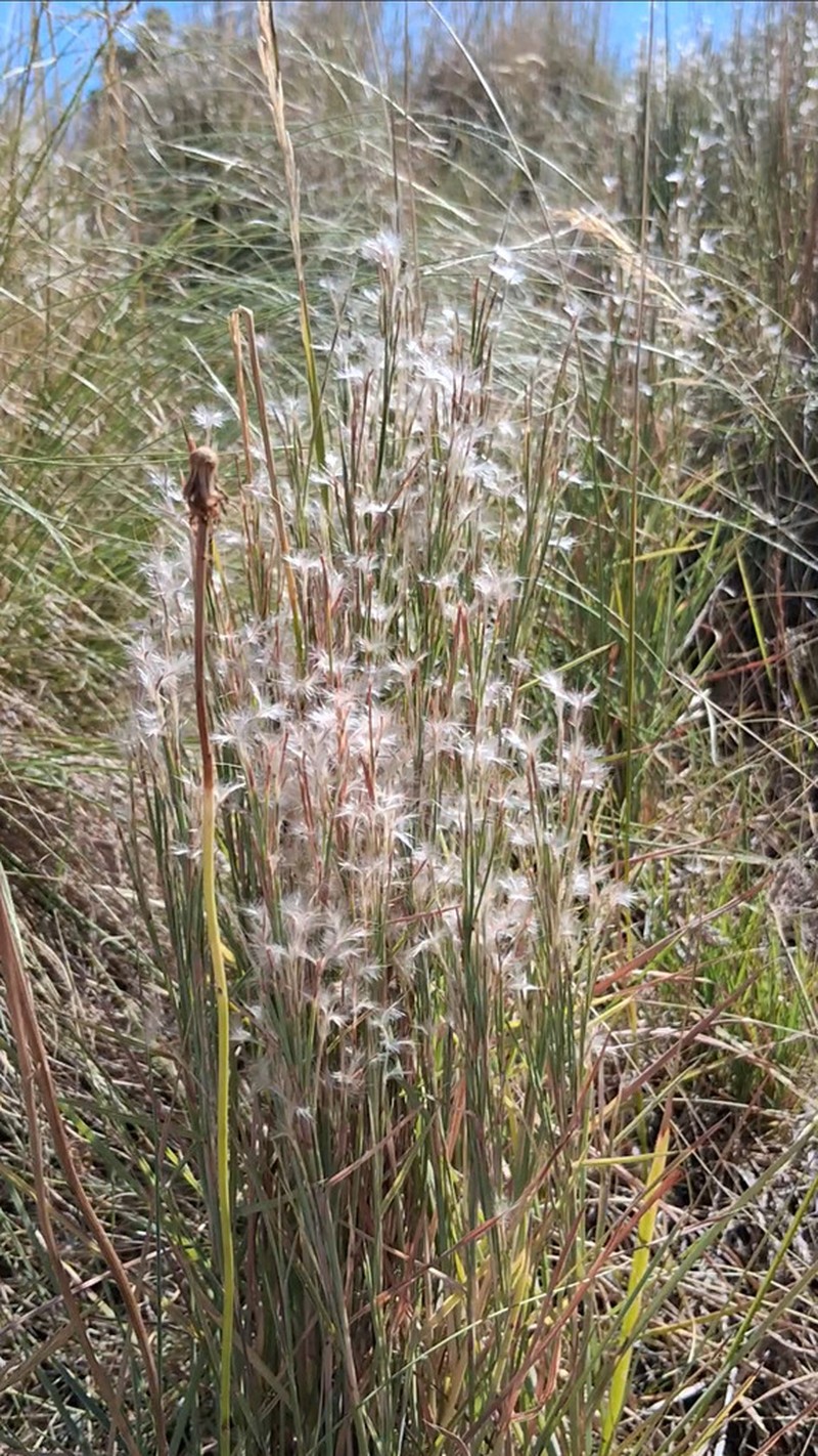 Schizachyrium spicatum photo 4