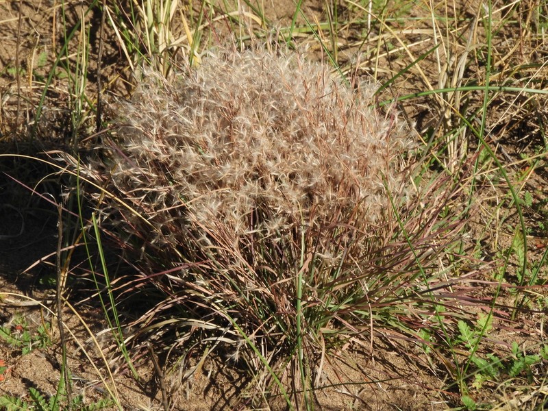 Schizachyrium spicatum photo 5