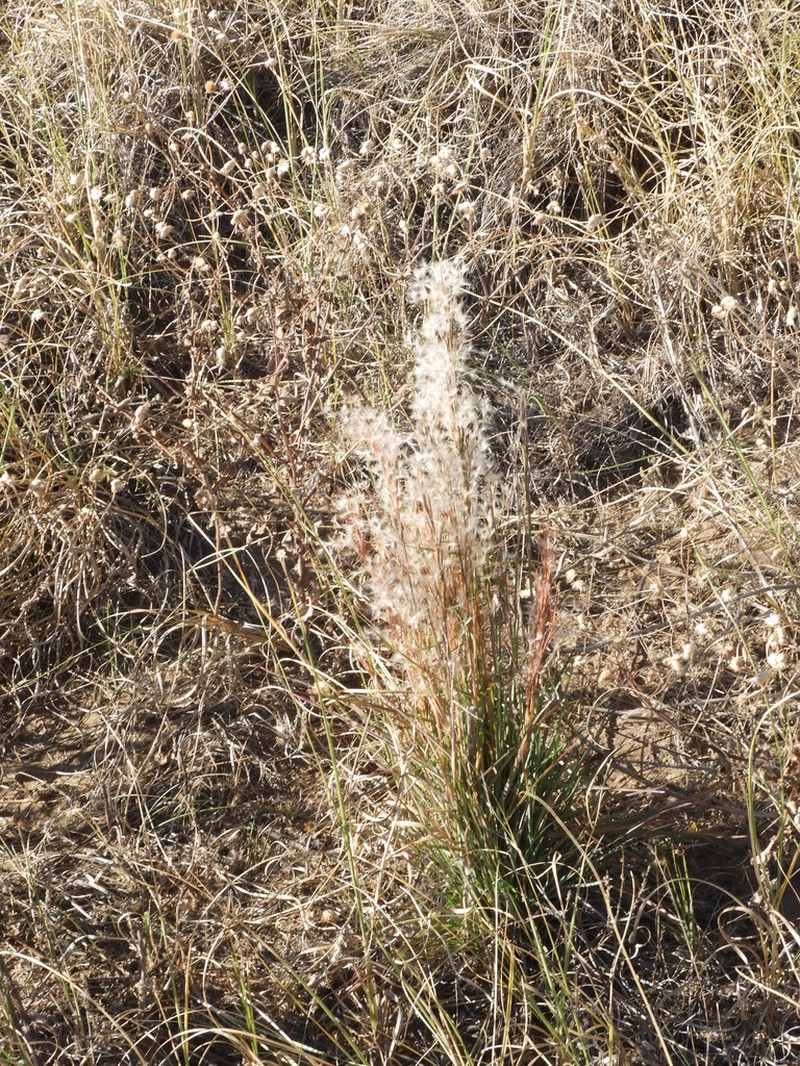 Schizachyrium spicatum photo 6
