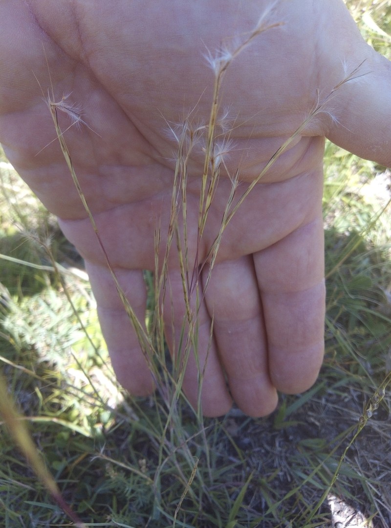 Schizachyrium spicatum photo 7