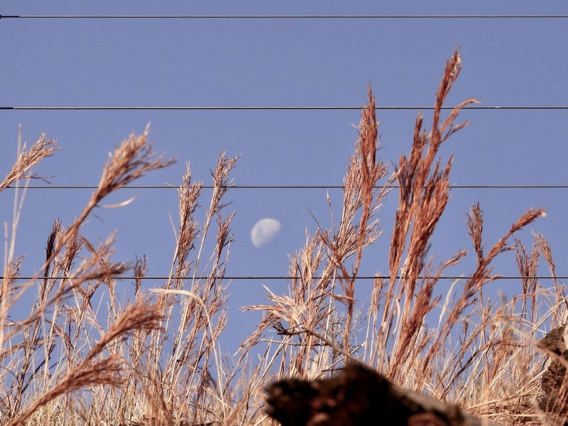 Schizachyrium spicatum photo 8