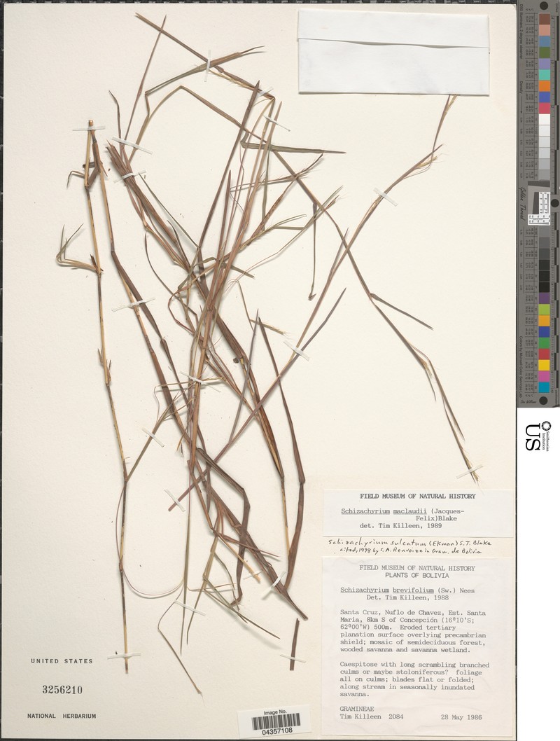Schizachyrium sulcatum photo 2