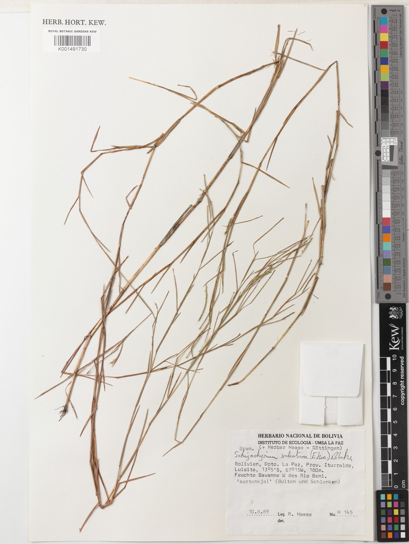 Schizachyrium sulcatum photo 3