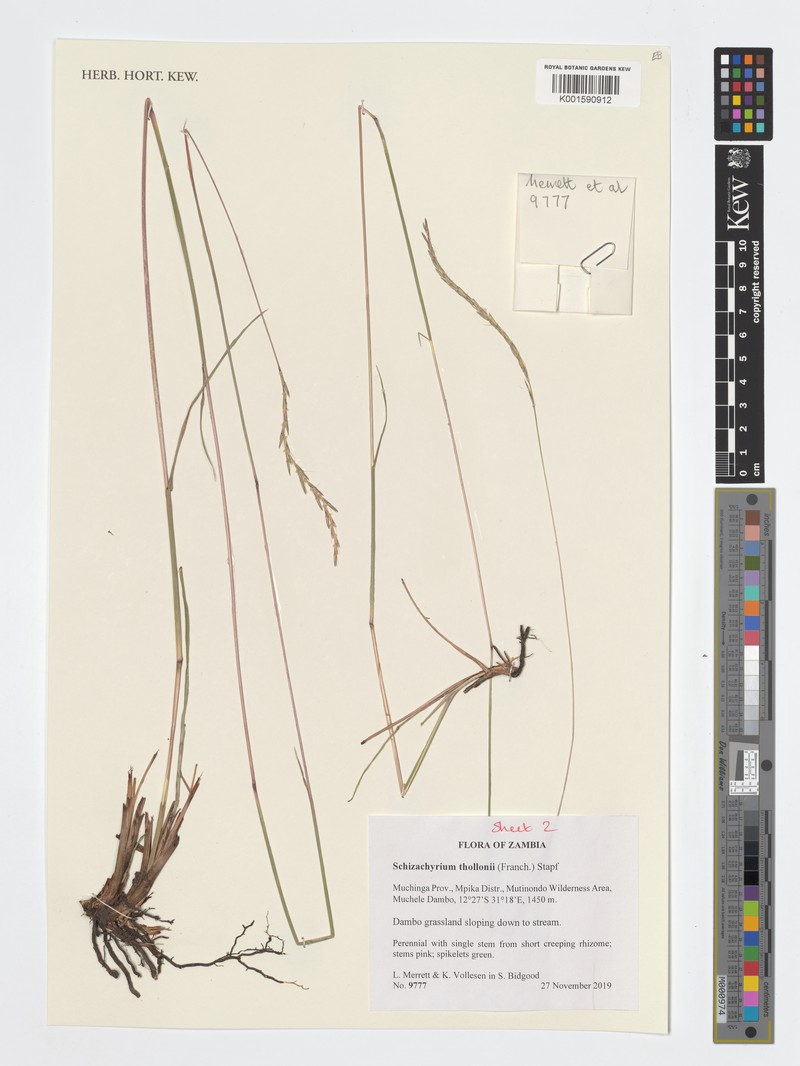 Schizachyrium thollonii