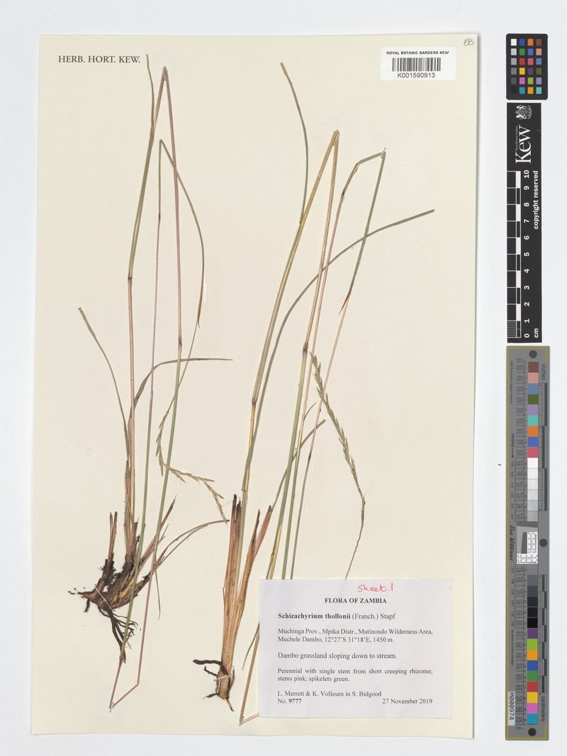 Schizachyrium thollonii photo 2