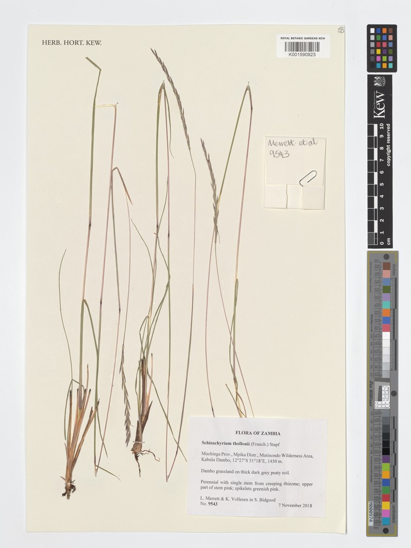 Schizachyrium thollonii photo 3