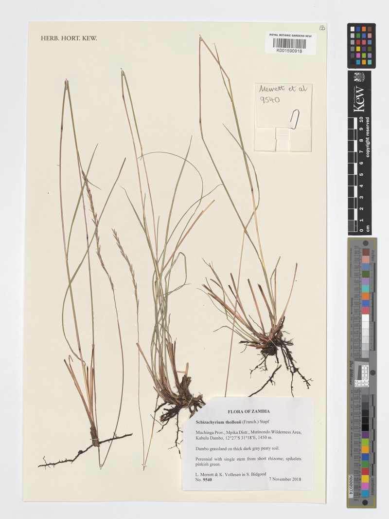 Schizachyrium thollonii photo 4