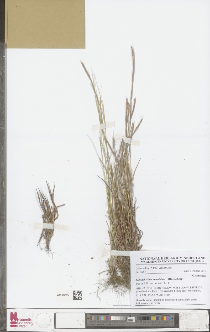 Schizachyrium urceolatum photo 2