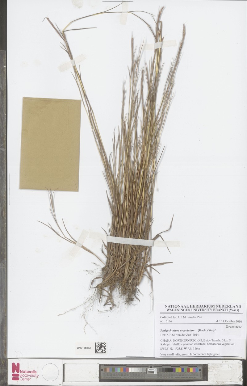 Schizachyrium urceolatum photo 3