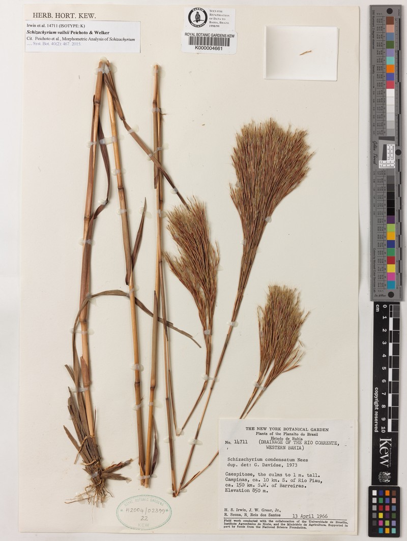 Schizachyrium vallsii