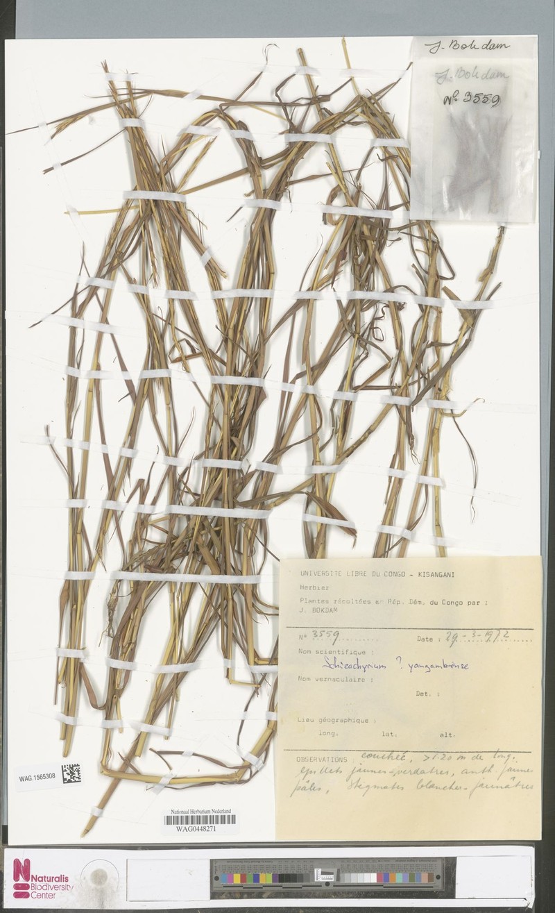 Schizachyrium yangambiense
