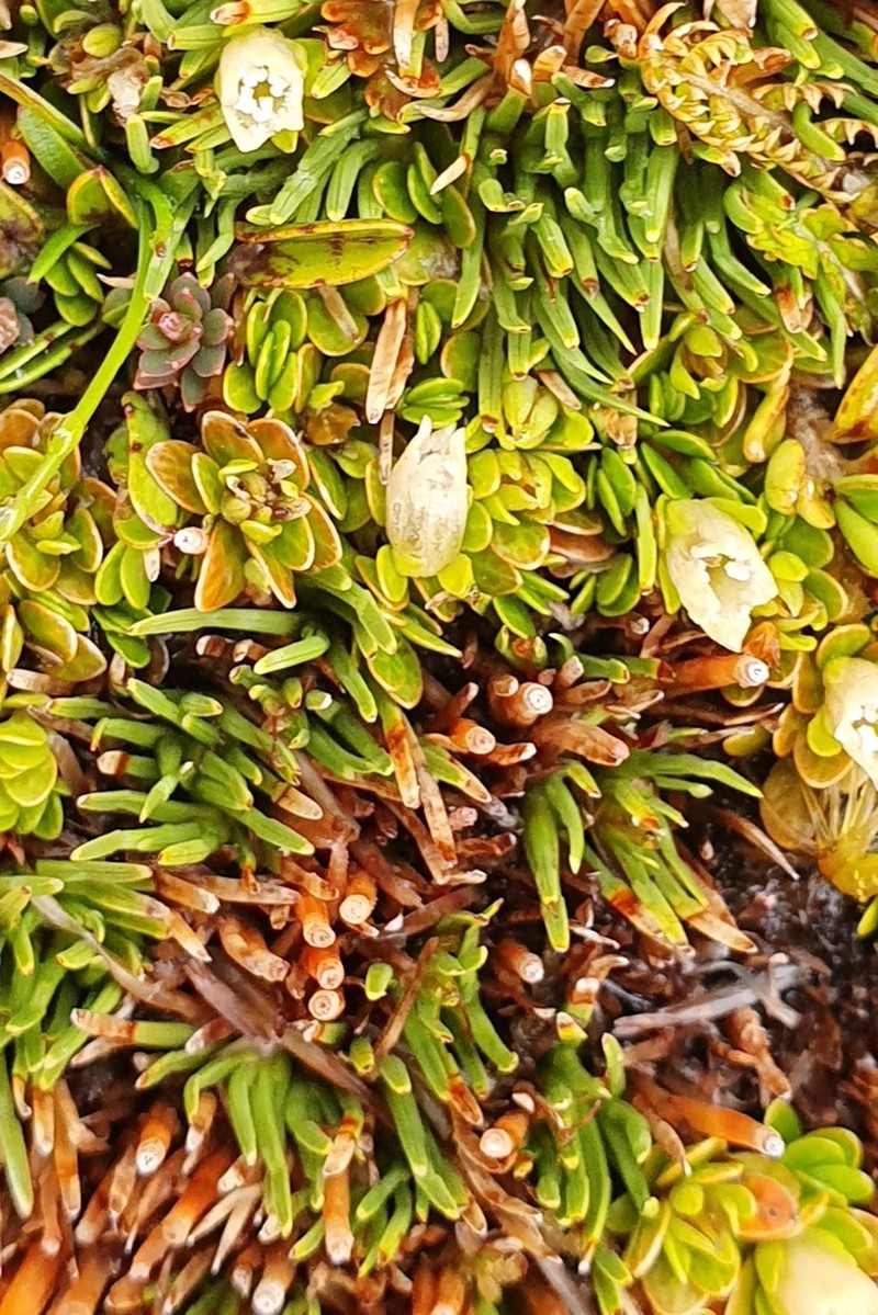 Schizacme helmsii photo 3