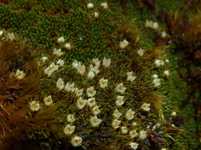 Schizacme novae-zelandiae