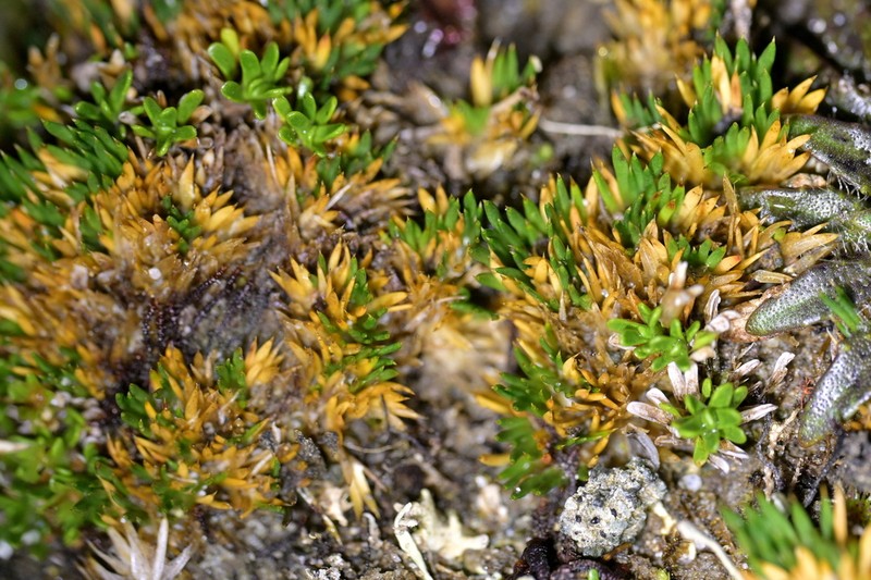 Schizacme novae-zelandiae photo 3