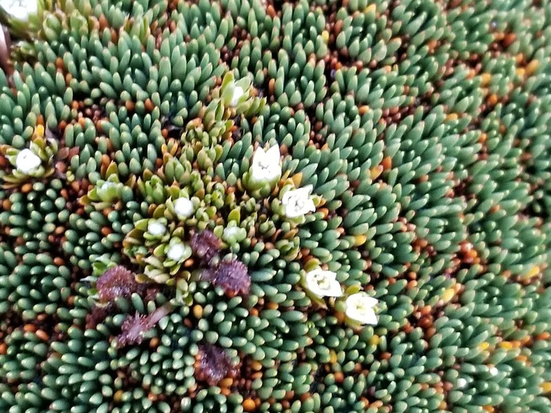 Schizacme novae-zelandiae photo 4