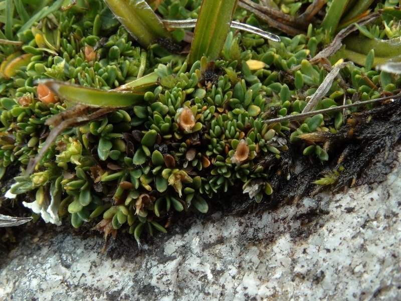 Schizacme novae-zelandiae photo 6
